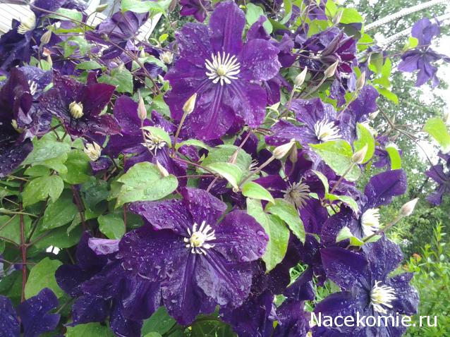 Наши Дни Рождения