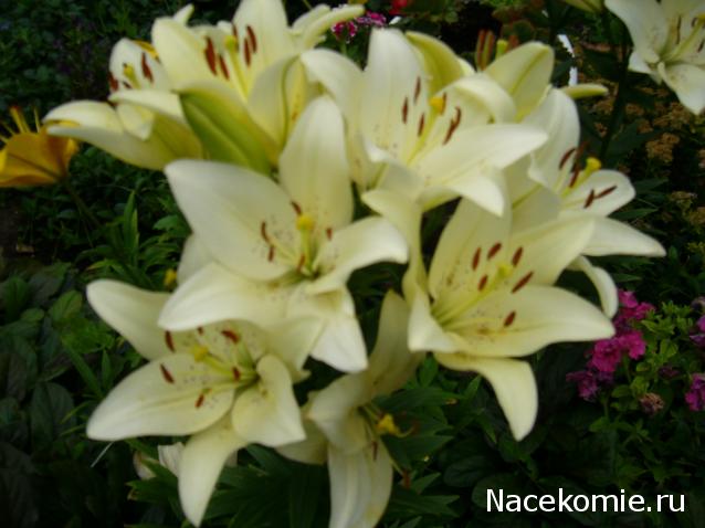 Paranoya - мой скромный домик