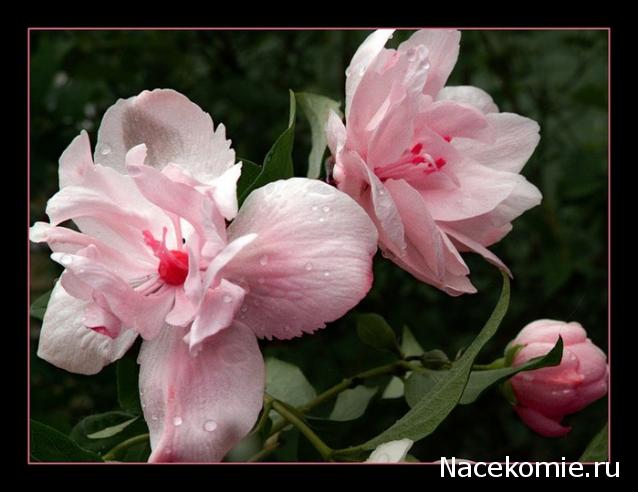 Наши Дни Рождения