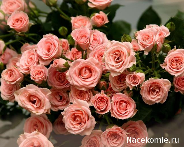 Paranoya - мой скромный домик