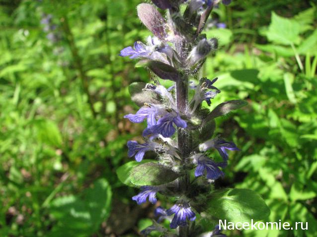 Наши Дни Рождения