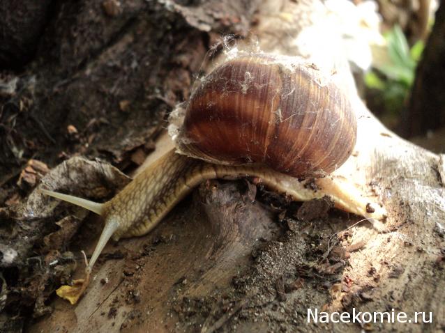 Paranoya - мой скромный домик