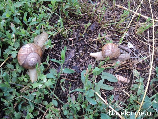 Paranoya - мой скромный домик