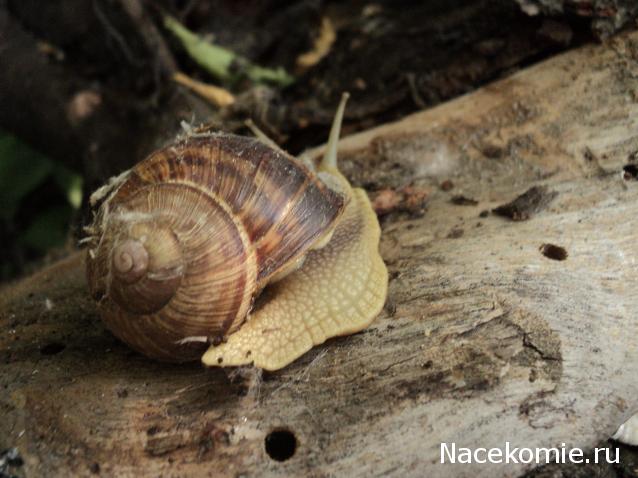 Paranoya - мой скромный домик