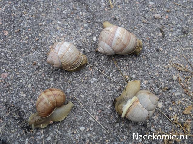 Paranoya - мой скромный домик