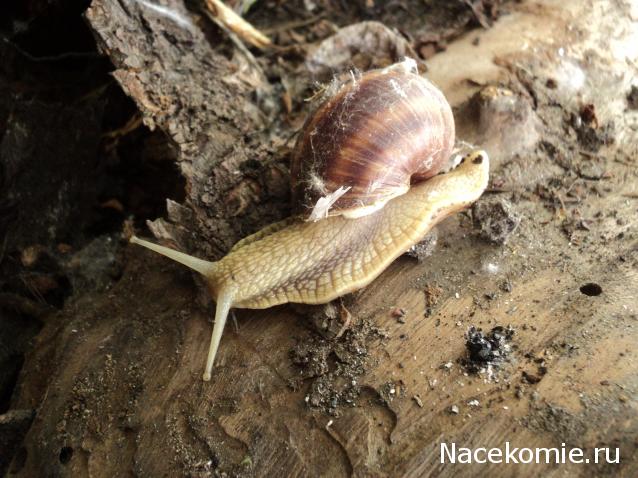 Paranoya - мой скромный домик