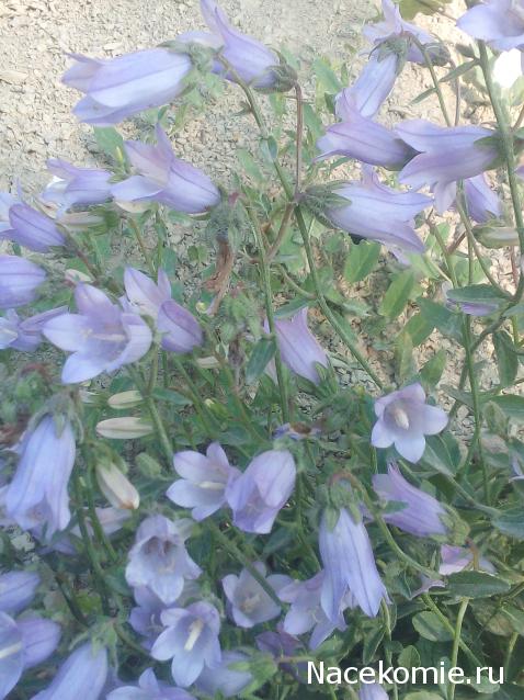 Наши Дни Рождения