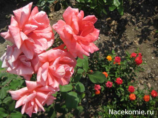 Куклы в народных костюмах – "Девчушки-болтушки"