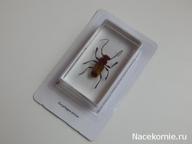 Насекомые №76 - Жук-Дровосек Эурифагус (Euryphagus pictus)