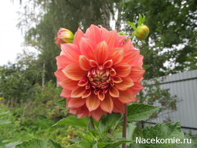 Margaritka. Гасиенда Каса де лос Суэньос