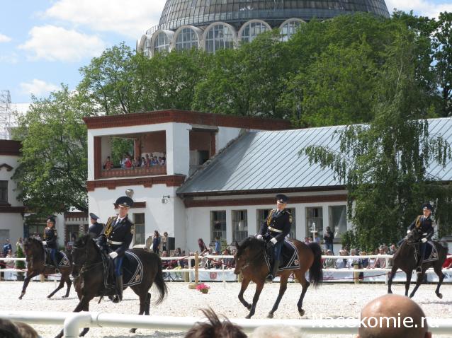 Наполеоновские Войны - Новая флудилка
