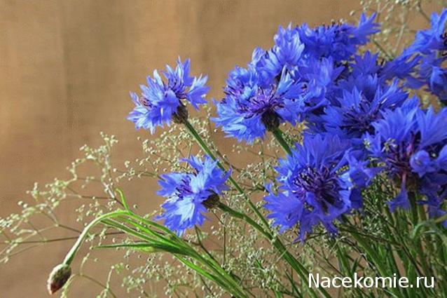 Наши Дни Рождения