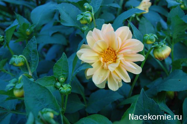 Zvetik - Ностальгия по прошлому