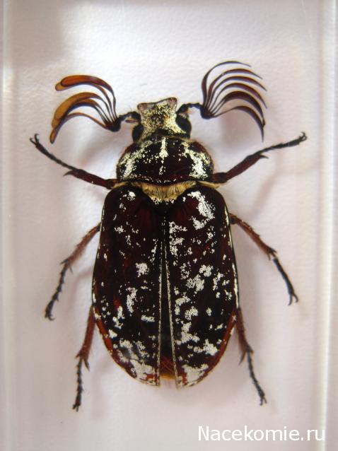 Насекомые №79 - Мраморный хрущ - Полифилла (Polyphylla laticollis)