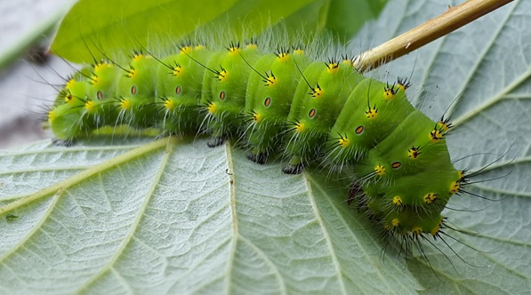Фото насекомых (не из журнала)