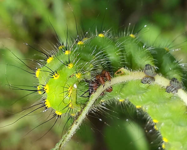 Фото насекомых (не из журнала)