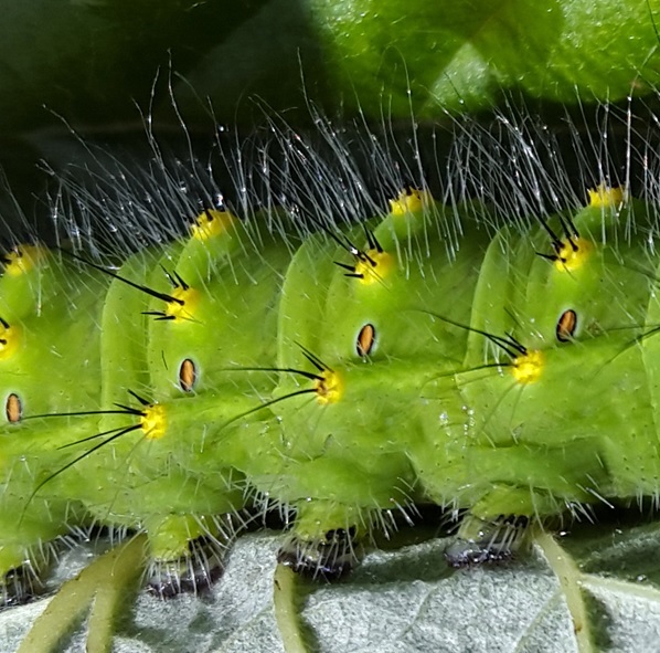 Фото насекомых (не из журнала)