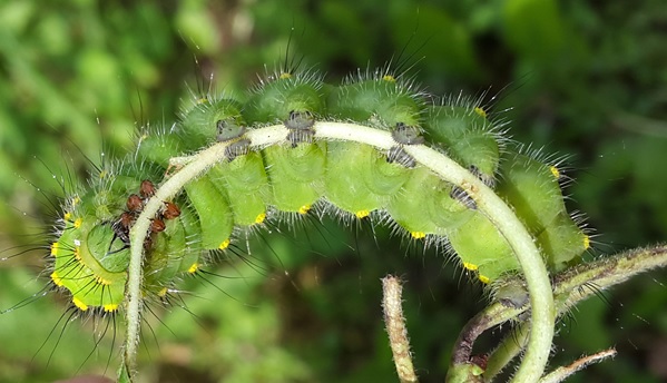 Фото насекомых (не из журнала)