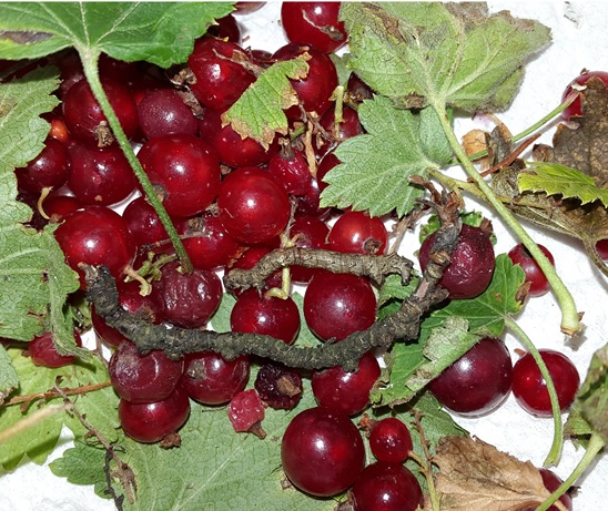 Фото насекомых (не из журнала)