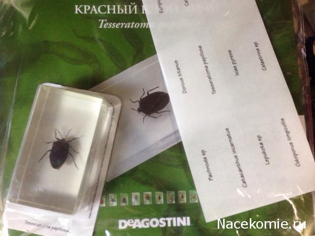 Насекомые №85 - Красный Клоп Личи (Tessaratoma papillosa)