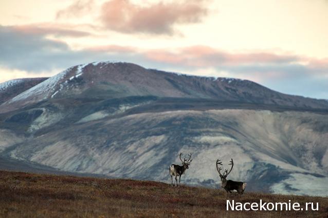 Куклы в народных костюмах №51 Кукла в чукотском зимнем костюме