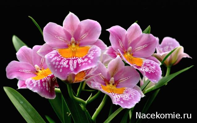 Наши Дни Рождения