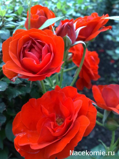 Куклы в народных костюмах №77 Кукла в болгарском  летнем костюме