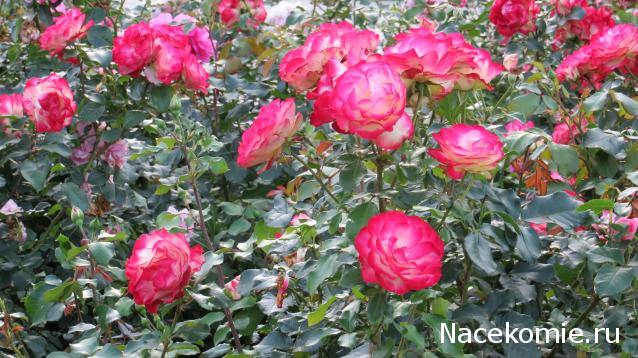 Куклы в Костюмах Народов Мира №44 - Болгария