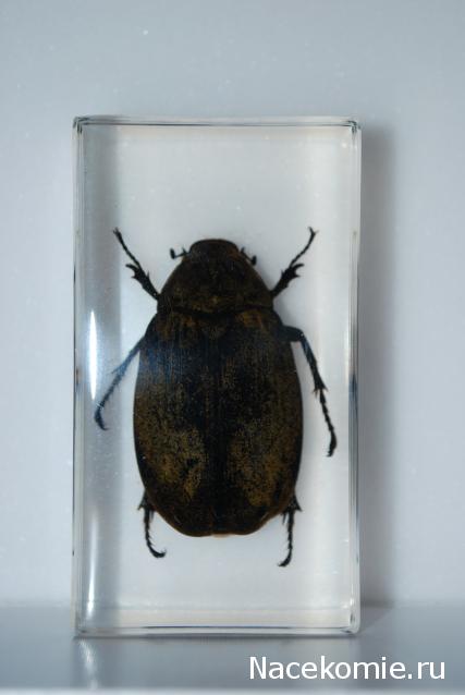 Насекомые №83 - Жук-Хрущак Лепидиота (Lepidiota sp)