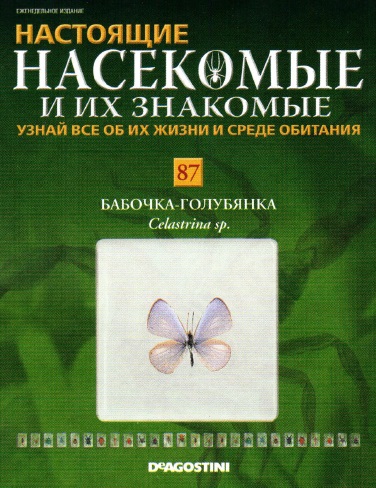 Бабочки №87 - Бабочка голубянка (Celastrina sp.)