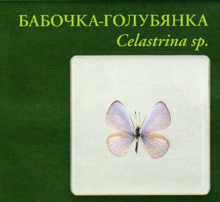 Бабочки №87 - Бабочка голубянка (Celastrina sp.)