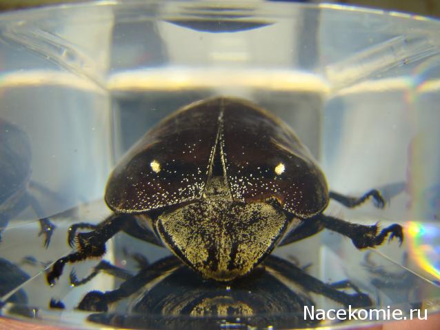 Насекомые №83 - Жук-Хрущак Лепидиота (Lepidiota sp)