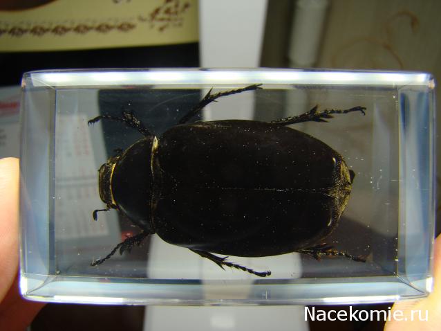 Насекомые №83 - Жук-Хрущак Лепидиота (Lepidiota sp)