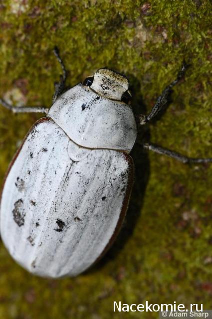 Насекомые №83 - Жук-Хрущак Лепидиота (Lepidiota sp)