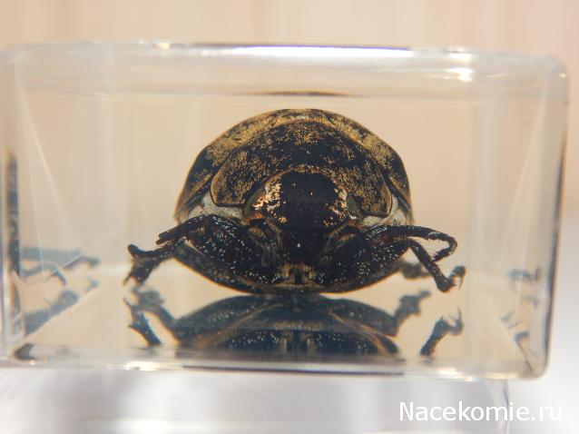 Насекомые №83 - Жук-Хрущак Лепидиота (Lepidiota sp)