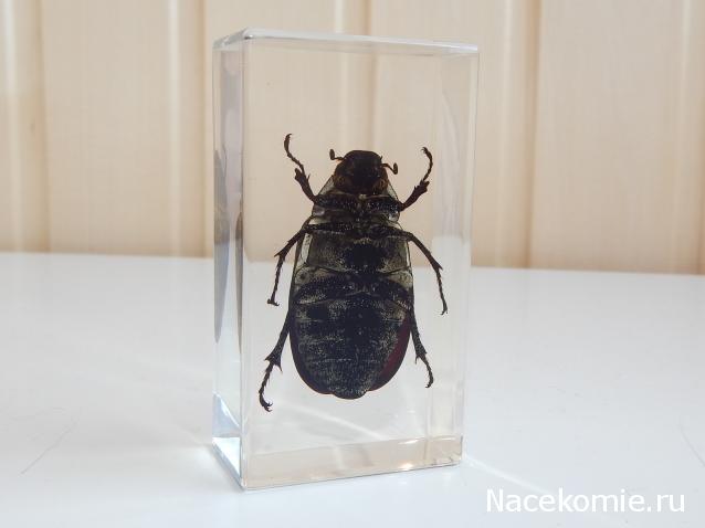 Насекомые №83 - Жук-Хрущак Лепидиота (Lepidiota sp)