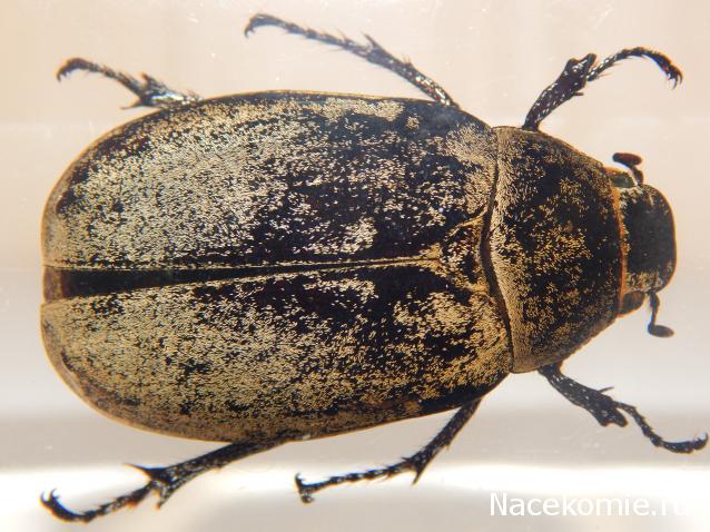 Насекомые №83 - Жук-Хрущак Лепидиота (Lepidiota sp)