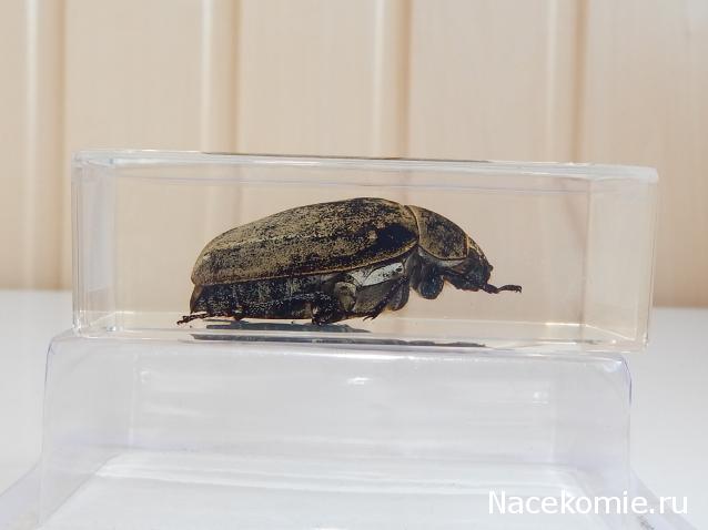 Насекомые №83 - Жук-Хрущак Лепидиота (Lepidiota sp)