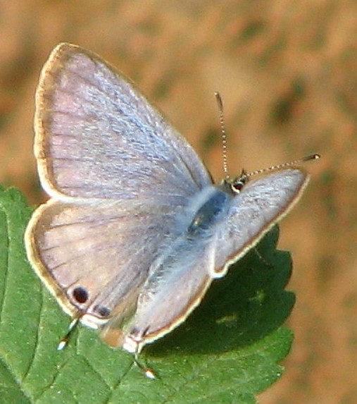 Бабочки №87 - Бабочка голубянка (Celastrina sp.)