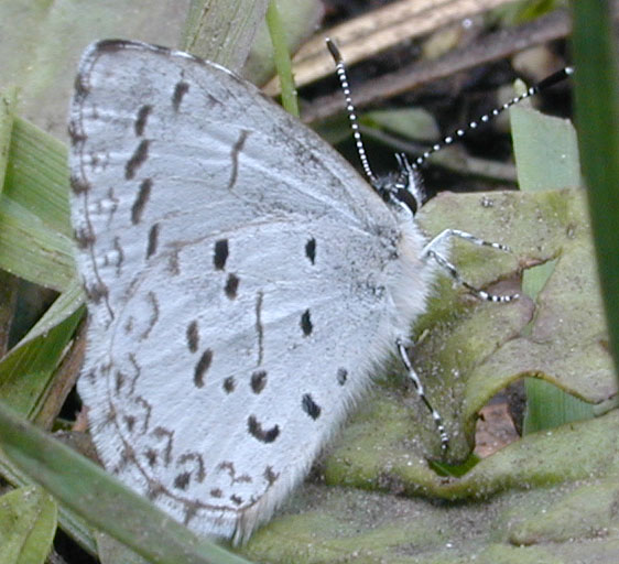 Бабочки №87 - Бабочка голубянка (Celastrina sp.)