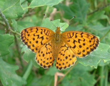 Бабочки №87 - Бабочка голубянка (Celastrina sp.)