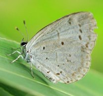 Бабочки №87 - Бабочка голубянка (Celastrina sp.)