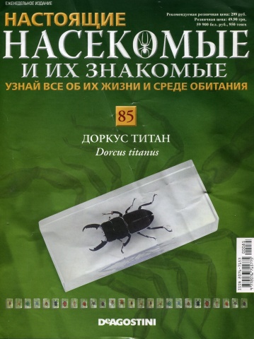 Насекомые №85 - Красный Клоп Личи (Tessaratoma papillosa)