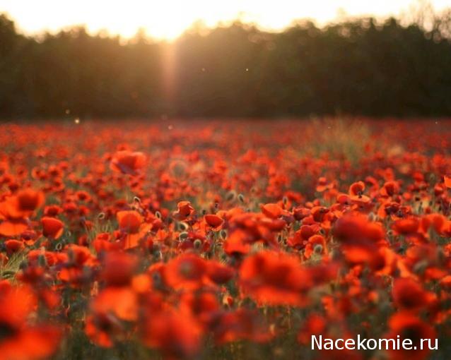 Наши Дни Рождения