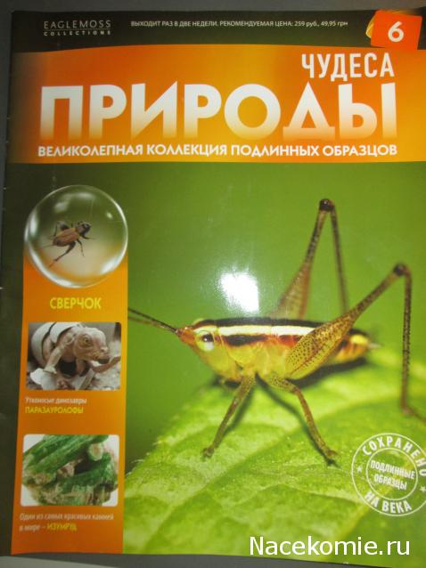 Чудеса Природы №16 - Сверчок (Gryllidae)