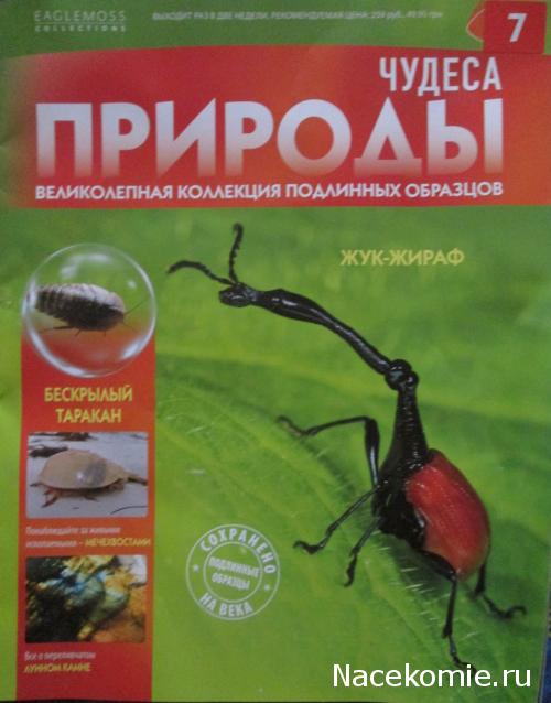 Чудеса Природы №17 - Бескрылый таракан (Eupolyphaga sinensis)