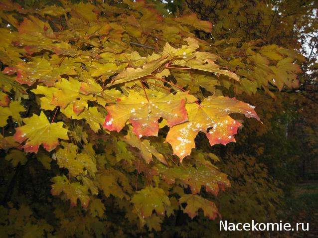Куклы в народных костюмах – "Девчушки-болтушки"