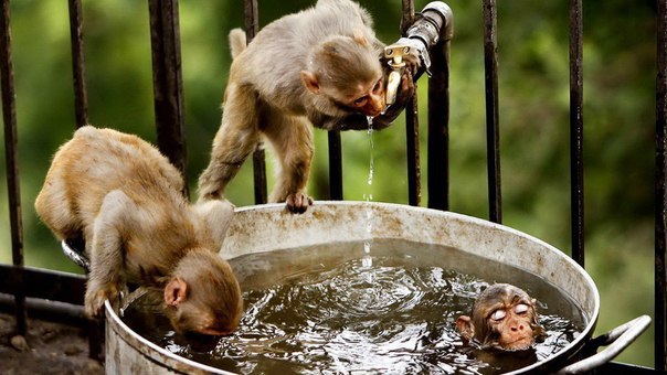 Практика. Задания с картинками
