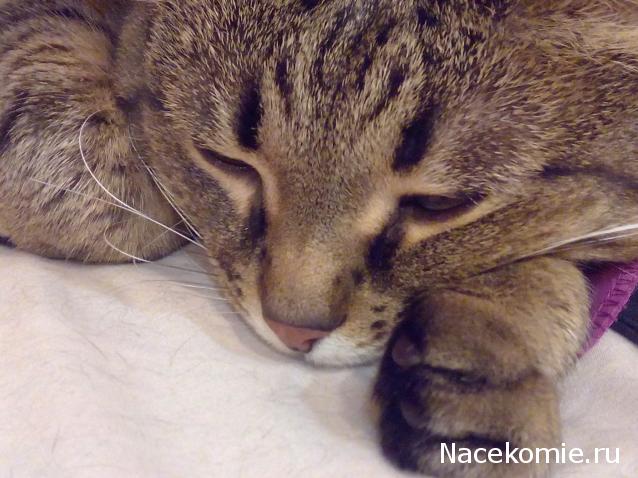 Фото кошек)))))