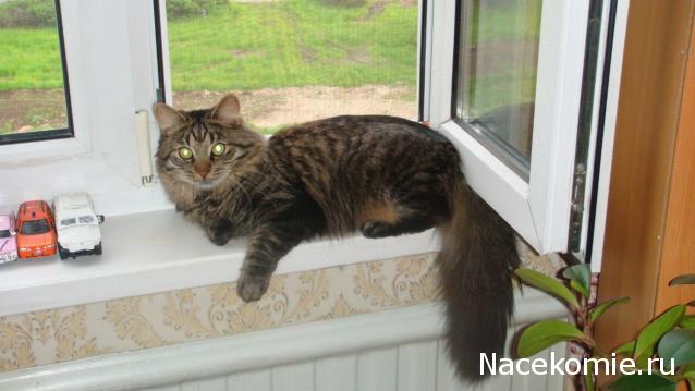 Фото кошек)))))